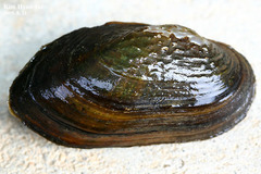 Nodularia douglasiae