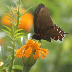 Mimoides thymbraeus aconophos