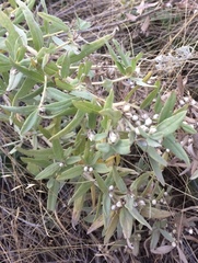 Lithospermum ruderale