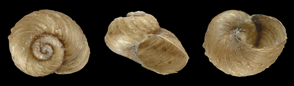 Paryphantopsis