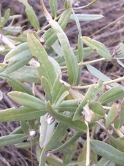 Lithospermum ruderale