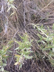 Lithospermum ruderale