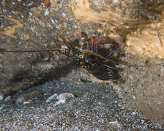 Panulirus penicillatus