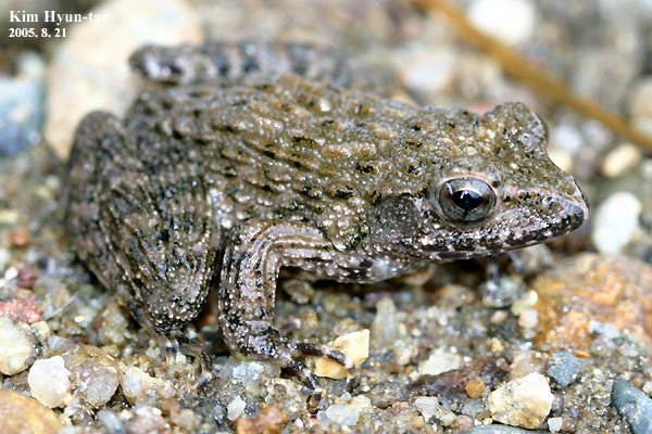 Northeast China Rough-Skinned Frog