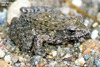 Imienpo Station Frog - Photo (c) Kim, Hyun-tae, some rights reserved (CC BY), uploaded by Kim, Hyun-tae