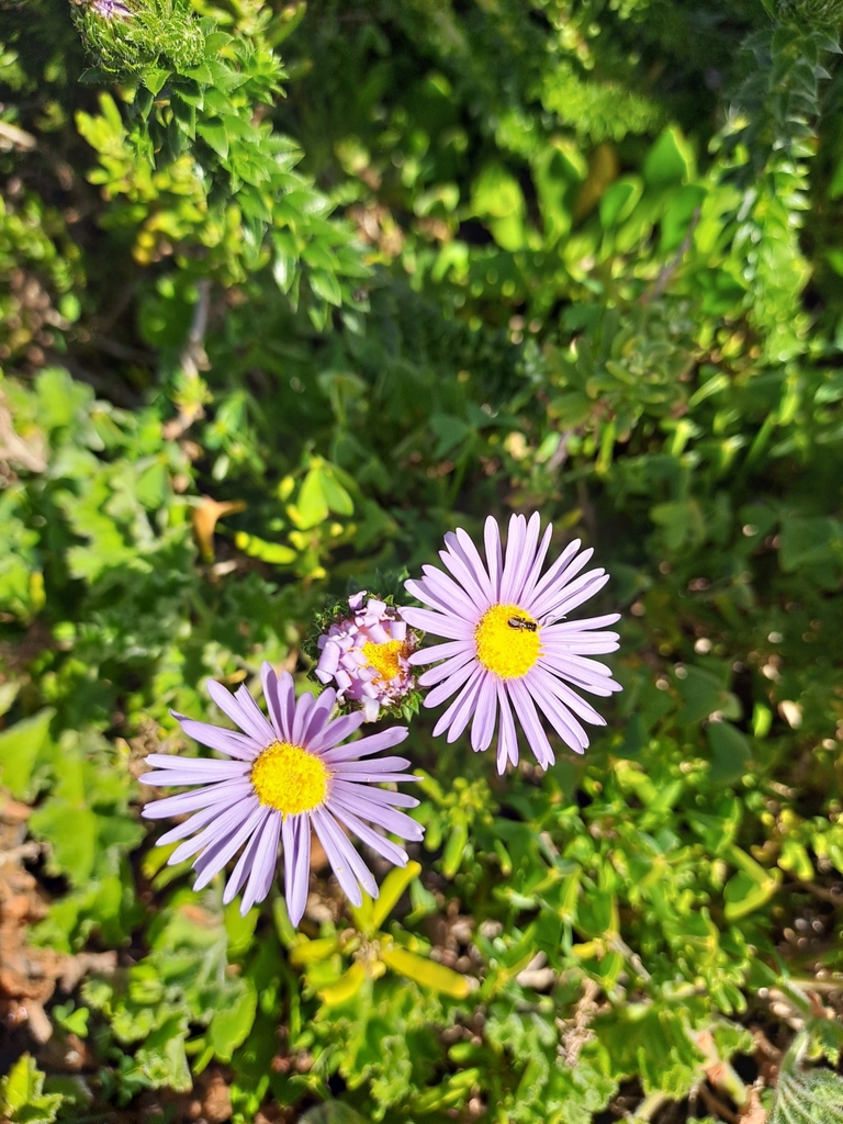 sunflowers, daisies, asters, and allies from Overberg, ZAWC, ZA on May