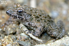 Northeast China Rough-Skinned Frog photo 2