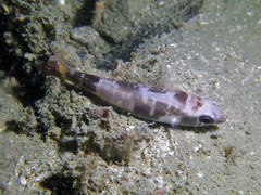 Pentapodus setosus