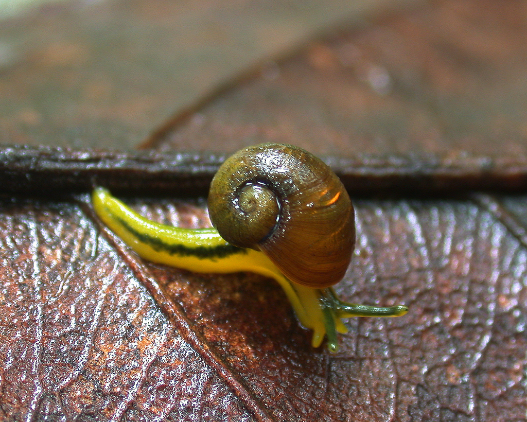 Paryphantopsis vanatinensis