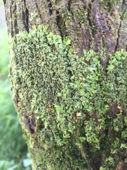 Phaeophyscia leana