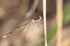 Lestes sigma