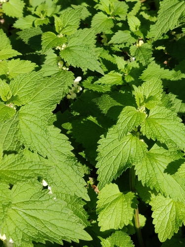 Lamium album iNat (2)