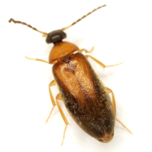 Stained False Flower Beetle