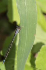 Enallagma novaehispaniae