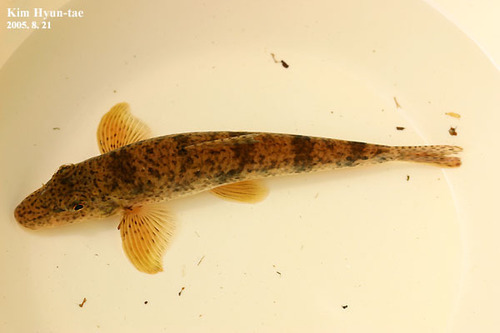 Pseudogobio esocinus