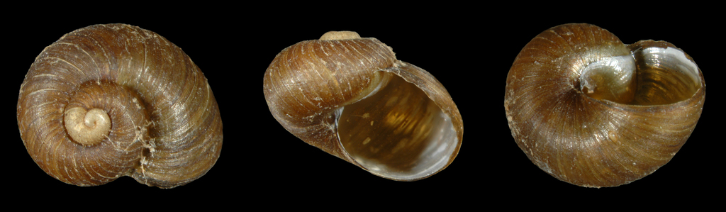 Paryphantopsis abstrusa