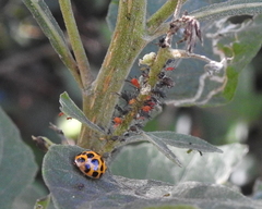 Uroleucon verbesinae