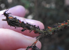 Uroleucon verbesinae