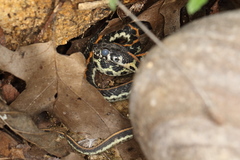 Thamnophis cyrtopsis ocellatus