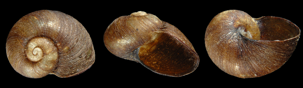 Paryphantopsis nucella