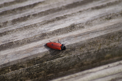 Bloedrode kniptor, Sint-Oedenrode, Nederland, photo 8 of 10