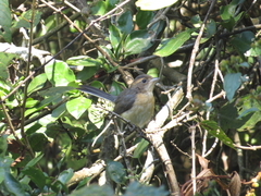 Granatellus venustus