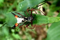 Micrathena schreibersi