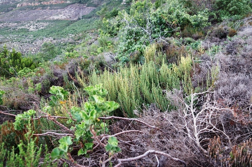 Image of Cliffortia polygonifolia by (c) Tony Rebelo, some rights reserved (CC BY-SA)