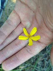 Thelesperma simplicifolium