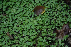 Hydrocotyle heteromeria