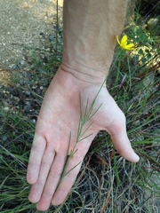 Thelesperma simplicifolium