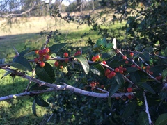 Xylosma flexuosa