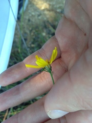 Thelesperma simplicifolium