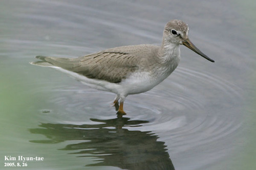 Terek Sandpiper