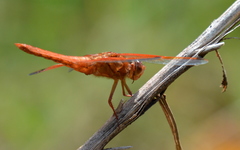 Libellula croceipennis
