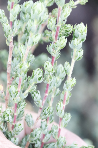 Image of Cliffortia polygonifolia by (c) Tony Rebelo, some rights reserved (CC BY-SA)