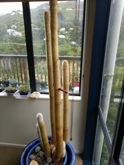 Cleistocactus strausii