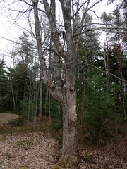 Acer rubrum image