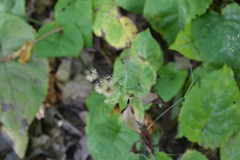 Hieracium umbellatum umbellatum
