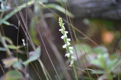 Spiranthes casei casei