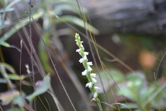 Spiranthes casei casei