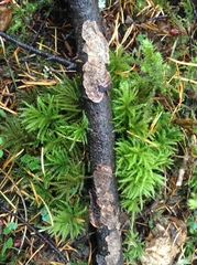 Stereum sanguinolentum