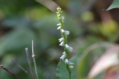 Spiranthes casei casei