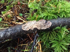 Stereum sanguinolentum