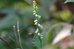 Spiranthes casei casei