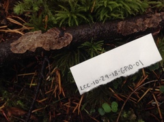 Stereum sanguinolentum