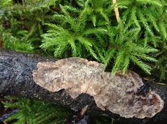 Stereum sanguinolentum