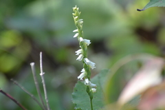 Spiranthes casei casei