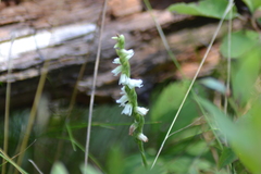 Spiranthes casei casei