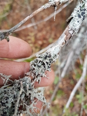 Mycoblastus sanguinarioides